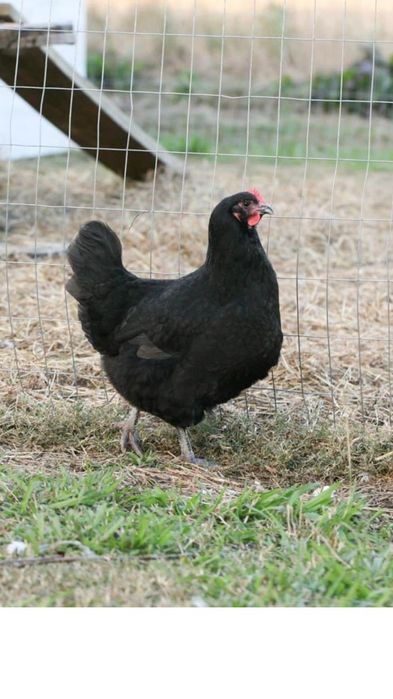 Кури прадаю домашний