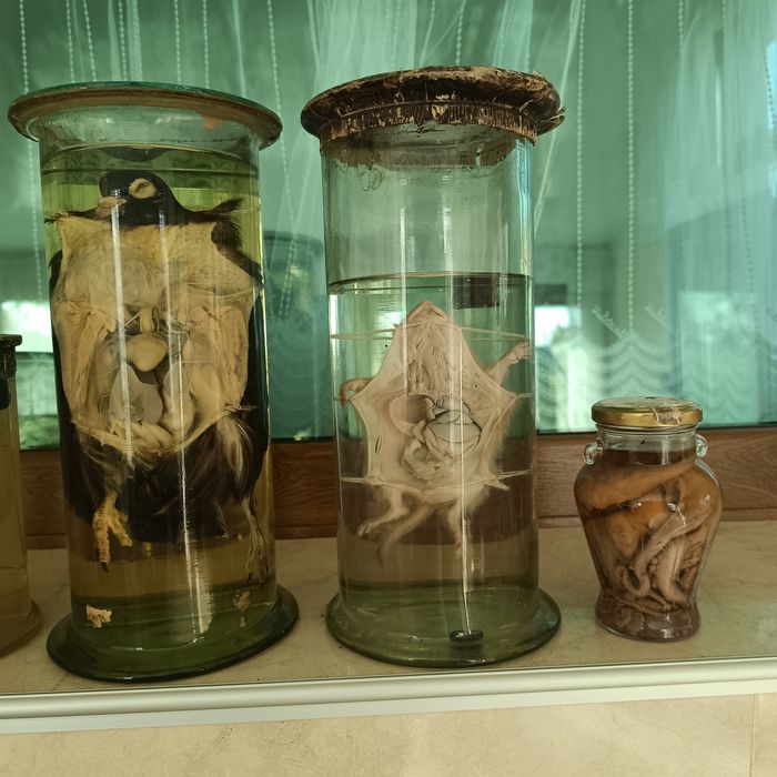 Консервирани Препарирани влечуги животни и в стъкленица