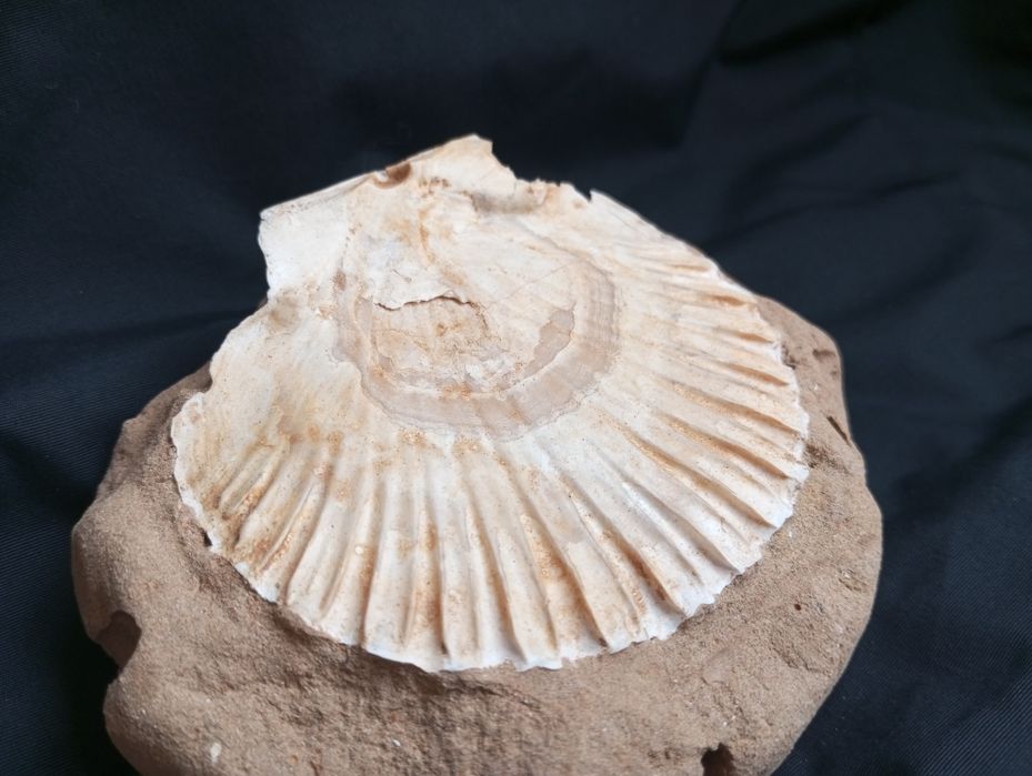 Фосил,мида, Pecten