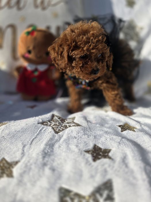 Пудел той момиче с документ за произход