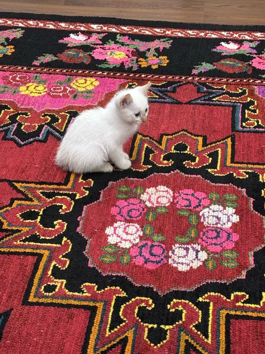 Котенок