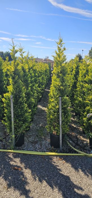 Cupressocyparis leylandii ideal pentru un gard viu