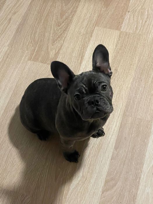 Женски Френски Булдог Син