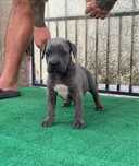 Femela Cane Corso