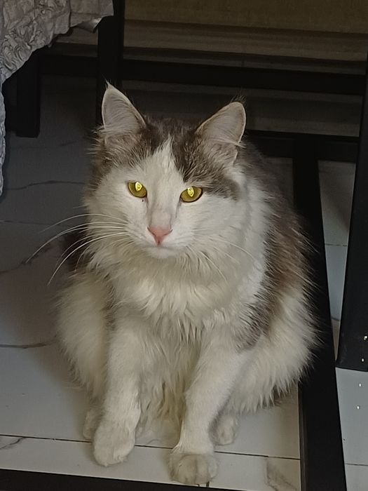 Отдам в добрые заботливые руки молодого кота