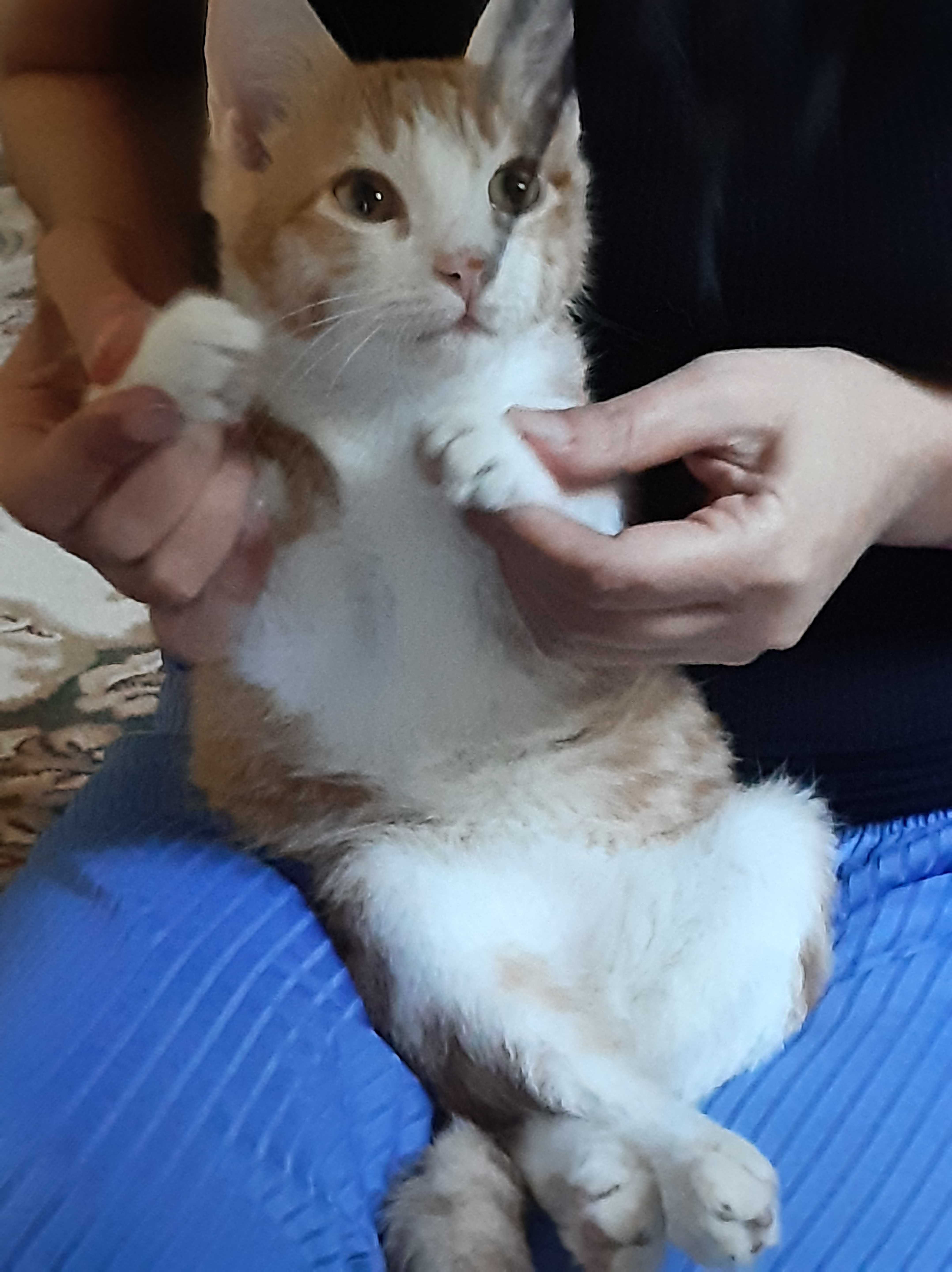 котёнок (мальчик)