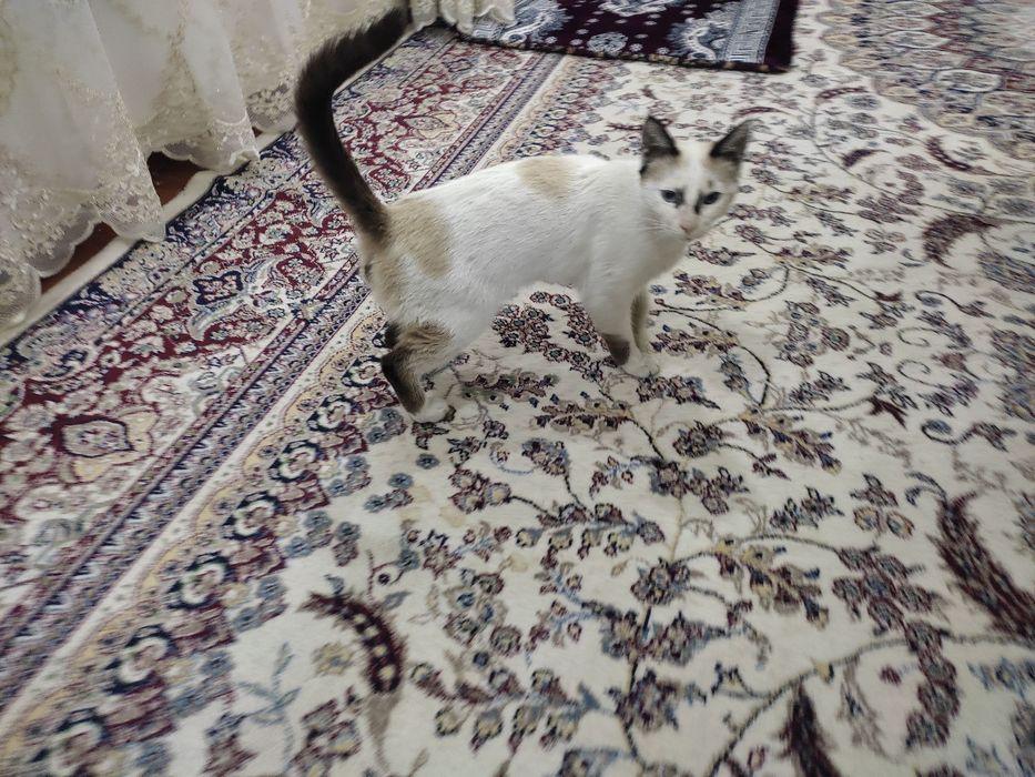 Siam mushugi õğil bola