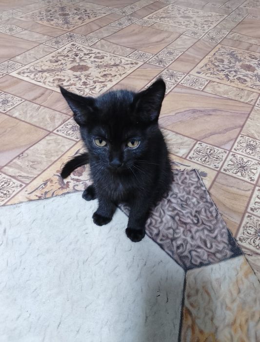 Отдам котят даром