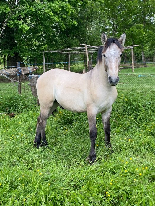 Vând mânz friesian
