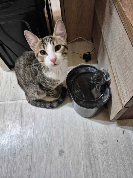 Домашно коте търси си нов дом поради много котки