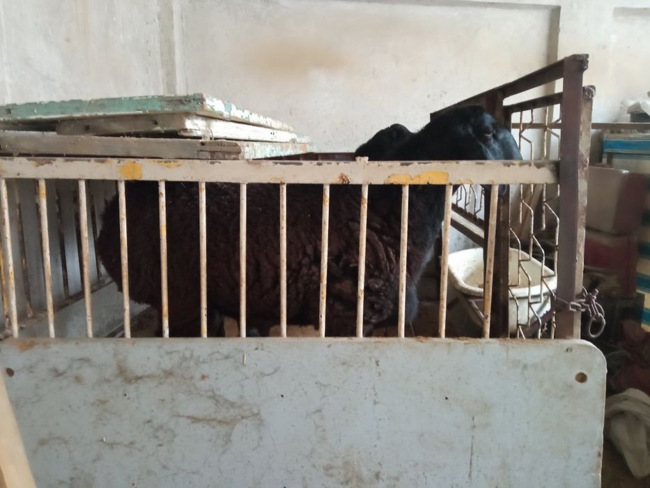 Sõyishga ikkita qõy sotiladi