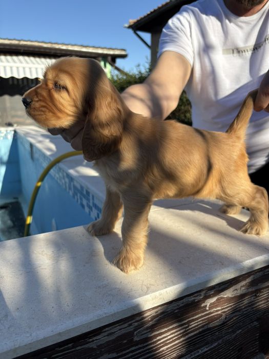 Чистокръвни Кокер Шпаньолчета момиче и момче