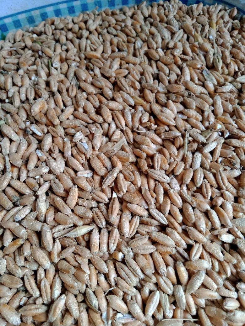 Porumb și triticale