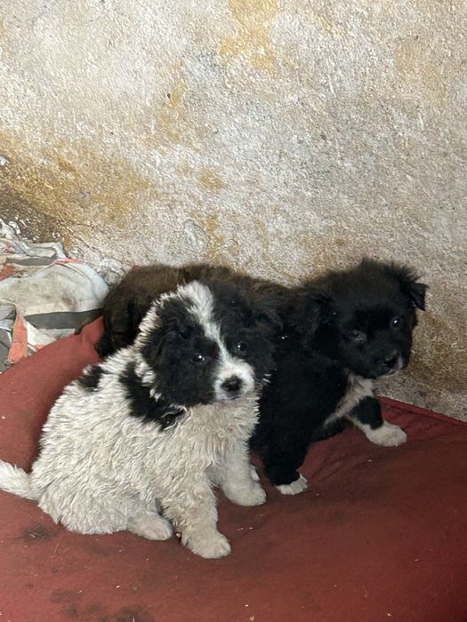 donez catei varsta 2 luni