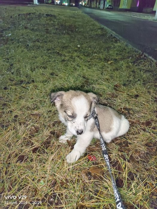 Срочно Ищем дом для щенят