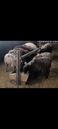 Продам баранов,овец в городе Костанай!!!