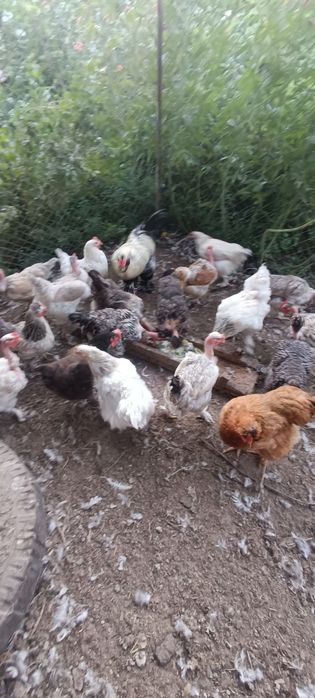 Продам кур домашних
