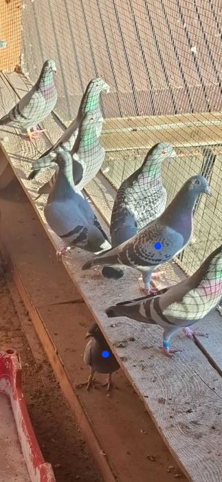 Schimb 2 perechi voiajori