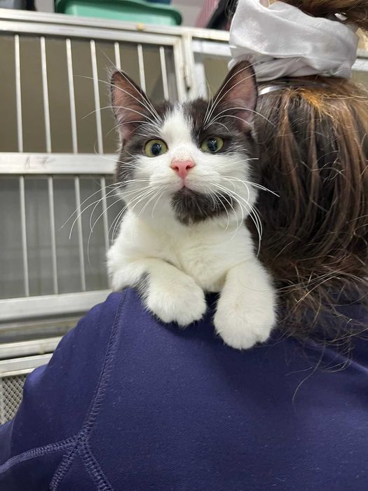 Подарявам мъжко коте