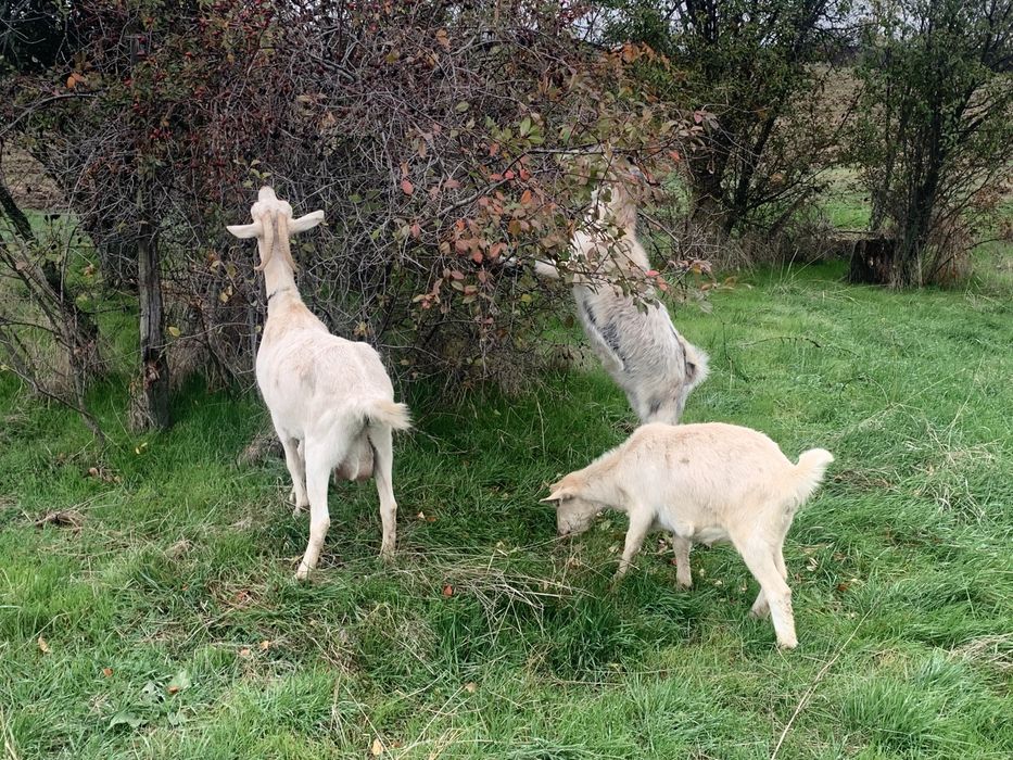 Vand capra cu 2 iede mari