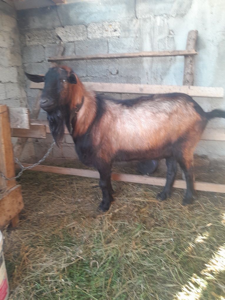Vand țap alpin francez