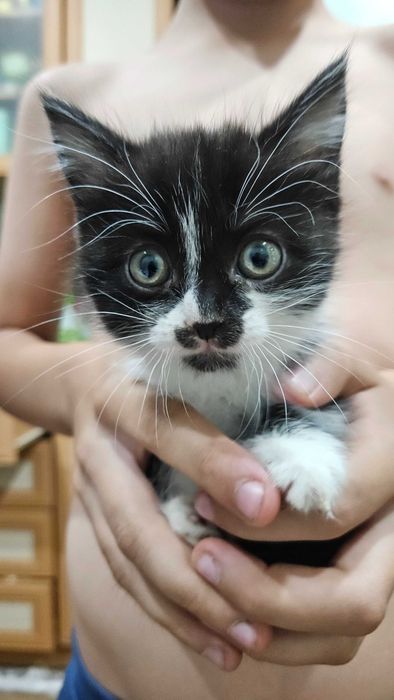 Отдам котят в хорошие руки
