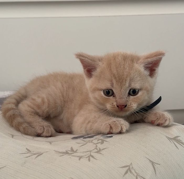 Продам котенка скоттиш-страйт