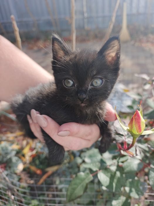 Отдам милых котят в хорошие руки!