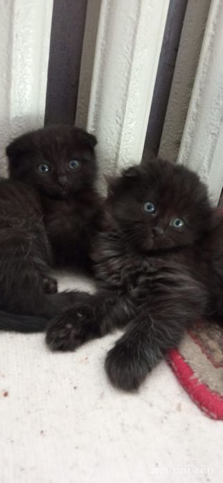 Котята вислоухие