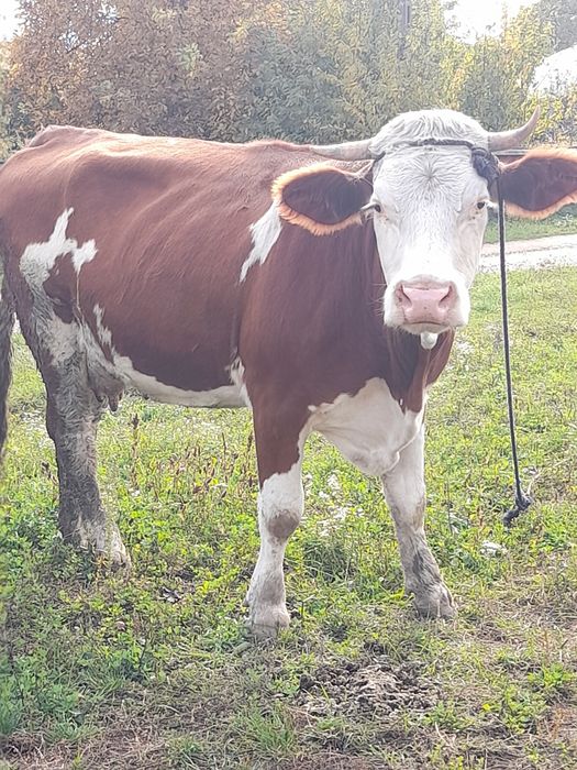 Vând vaca  gestanta