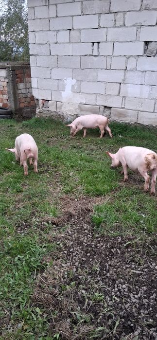 Porci  de vanzare
