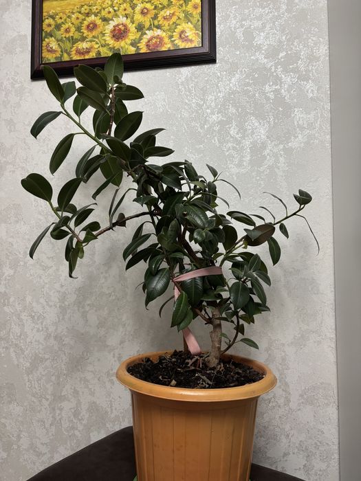 Фикус высотой 120см