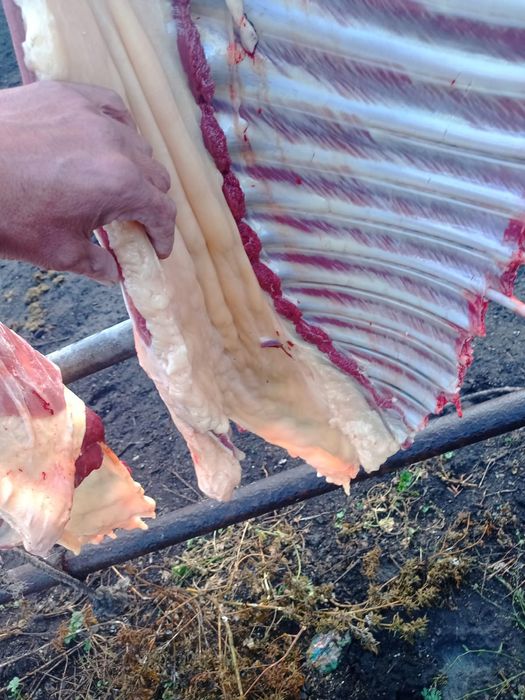 Согым жылкы жабагы тай байтал ту бие