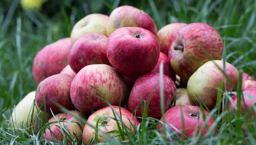 Саженец яблони Апорт один из крупных и ценных сортов яблок.