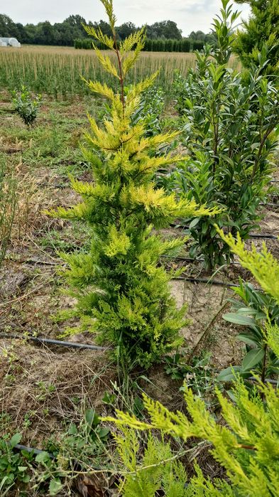 Leylandii Gold Rider de la producator