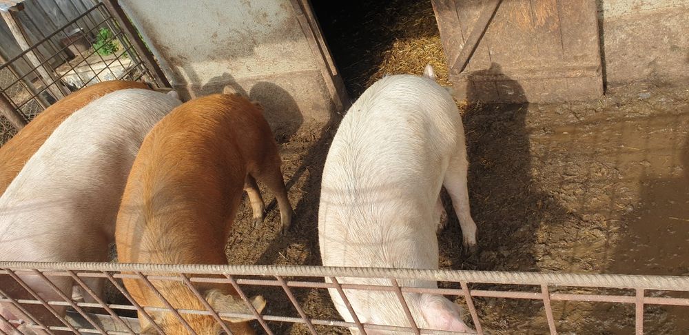 120-160 de kilograme