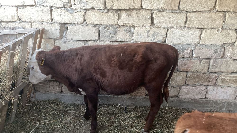 Баспақ сатылады  еркек баспақ