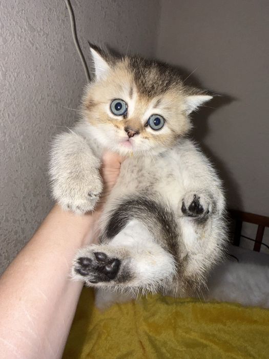 Котята золотые шиншиллы