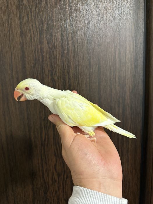 Papagali vorbitori super blanzi Micul Alexandru Alexander