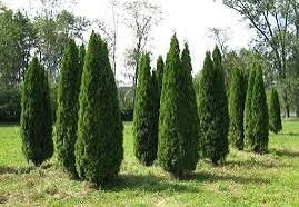 Продажа посадка Ели, Сосны,Туи