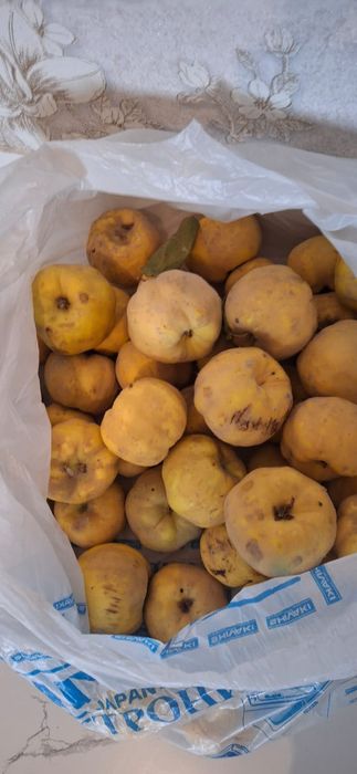 Продаётся домашняя айва.