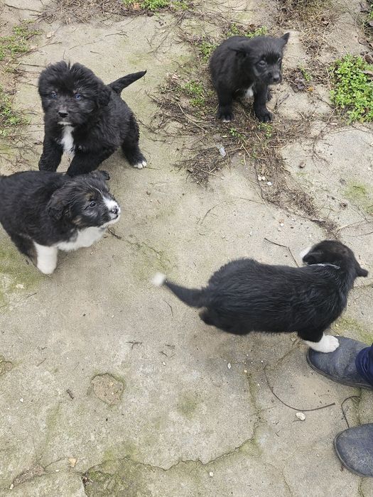 Подарявам кученца