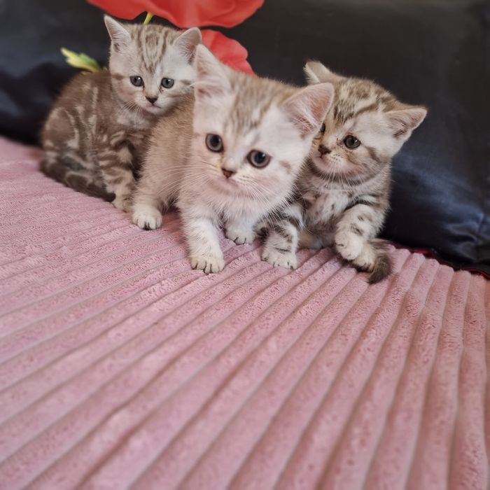 Котята в наличии