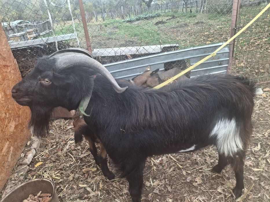 Vind ȚAP Rasă Alpin Francez