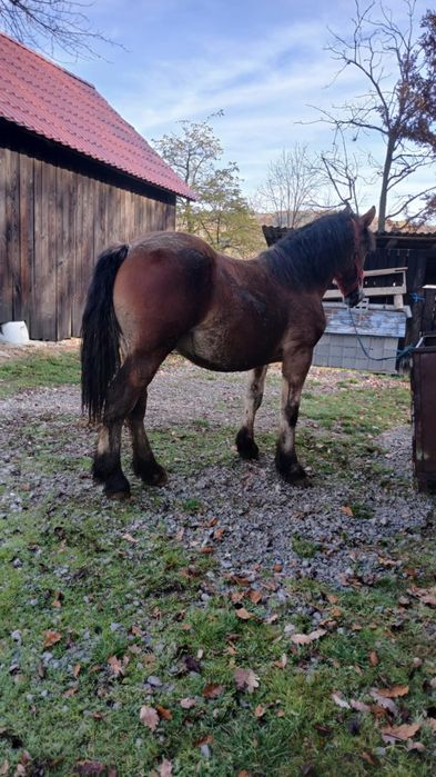 Vând mânz de un an și 4 luni