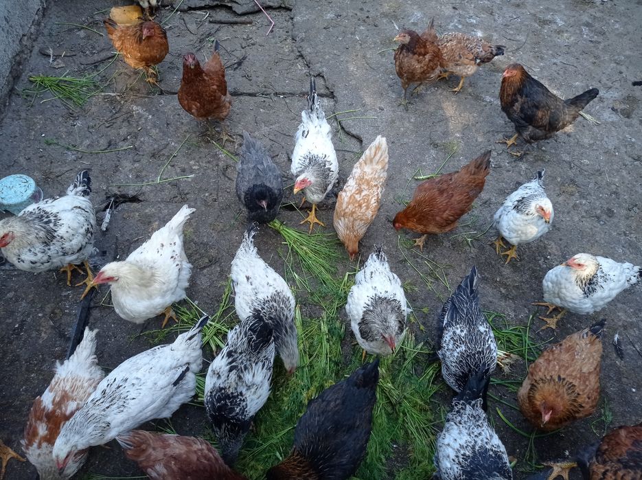 Продаю курей, гусей, уток ,