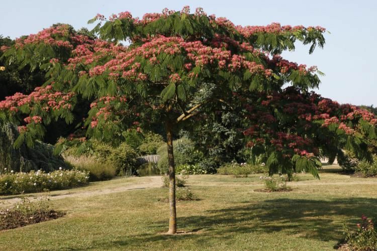 Albizia (Arborele de matase)
