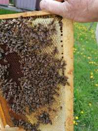 Schimb cu miere de albine