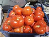 Продам помидоры домашние, Михайловка