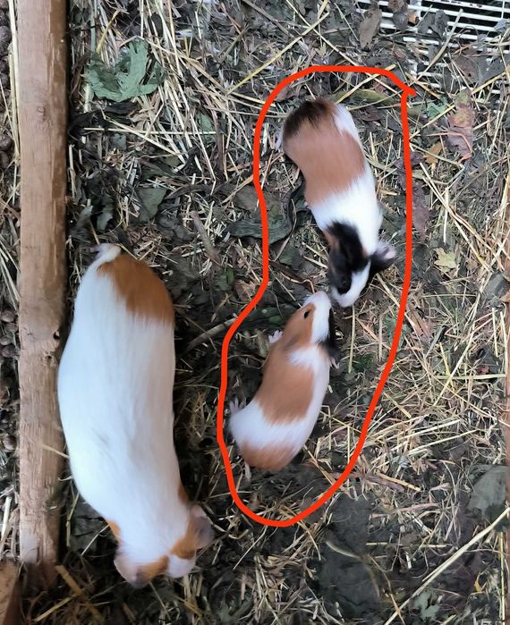 Porcușori De Guineea